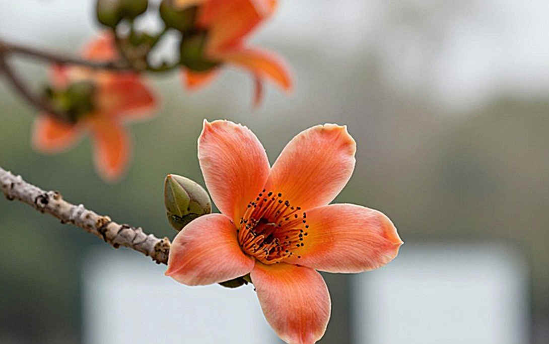টাইমিং সিট ছাড়া চার পদক: আইচি-নাগোয়ার ষষ্ঠ দিনে ভারতের দূরত্বের খেরোখাতা